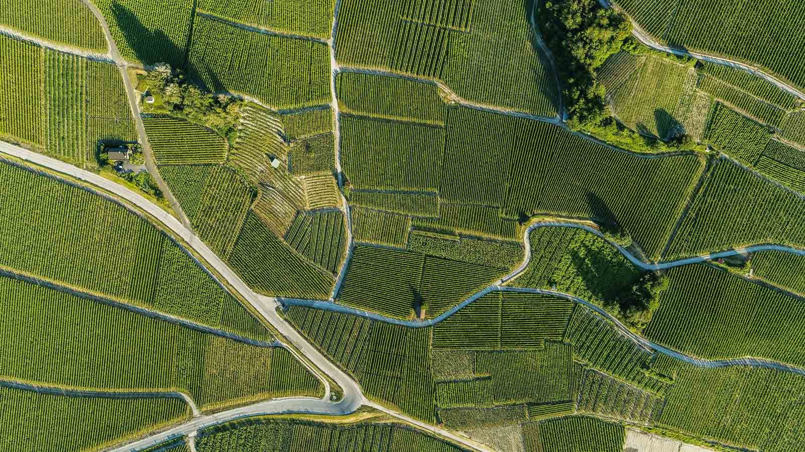 Vins, Terroir et Raclette